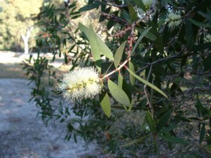 Melaleuca quinquenervia