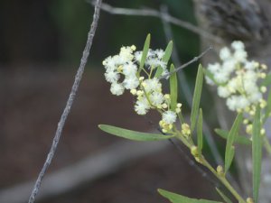 Acacia suaveolens