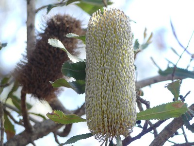 Banksia serrata